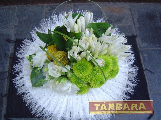 Freesias blancas, crisantemos santini , grass y verde sobre base blanca.