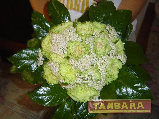 Rosas pistacho sobre base verde de salal.